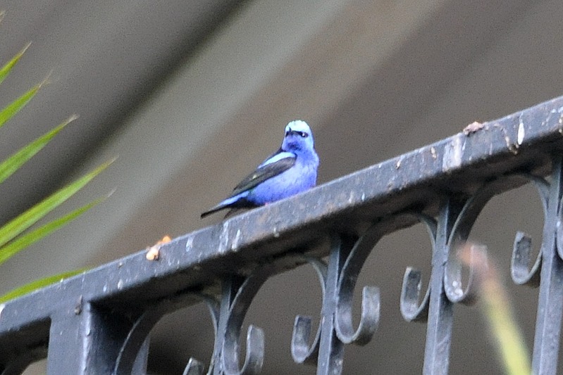 Blauwe Suikervogel